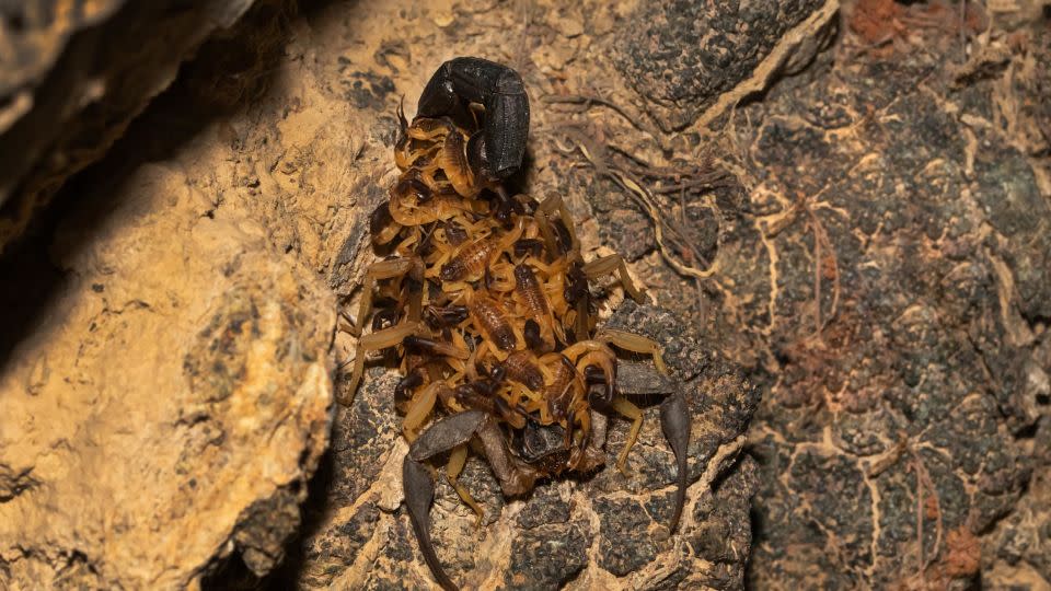 It was Karingattil's long-term desire to photograph a scorpion, so when he came across this scorpion with her babies, he couldn't let the chance pass by. - Anish Karingattil