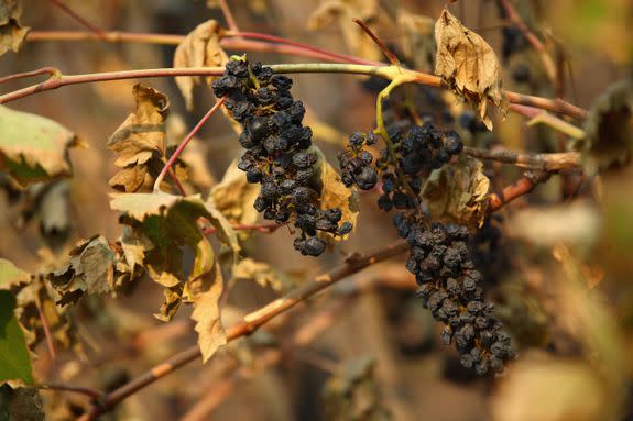 Wine grapes are destroyed by the Tubbs Fire on October 11, 2017 in Kenwood, California.