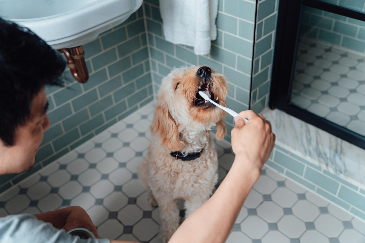 Cleaning your dog’s teeth for maintaining a good dental hygiene. Daily routine when living with pets. Bonding with pets concept.