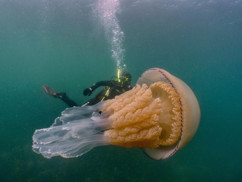 The huge jellyfish was found off the coast of Cornwall (Diver: Lizzie Daly/Picture: Dan Abbott)