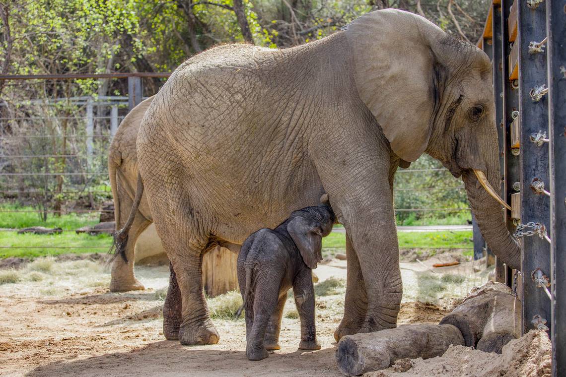 After a 22-month long pregnancy, Mlilo, an African elephant, gave birth to a 290-pound male baby elephant Feb. 26, 2023, zoo officials announced Wednesday, March 8. 