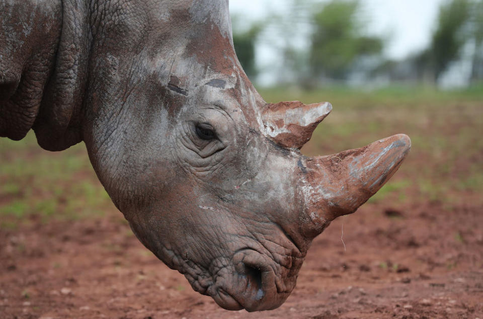 A rhino got stuck in a tyre at Edinburgh Zoo but was not hurt (File photo: PA)