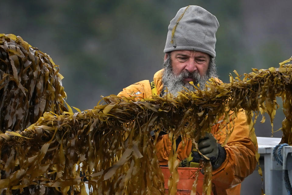 Ken Sparta cuts kelp from a line during the spring harvest of farm-raised seaweed off the coast of Cumberland, Maine, Thursday, April 29, 2021. Maine’s seaweed farmers are in the midst of a spring harvest that is almost certain to break state records(AP Photo/Robert F. Bukaty)
