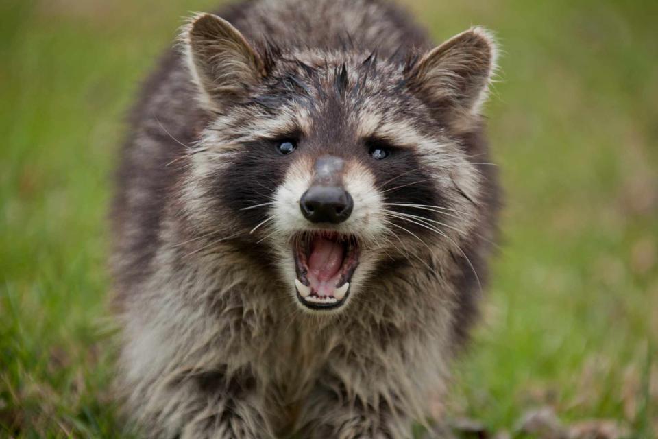 <p>Getty</p> A stock image of a raccoon