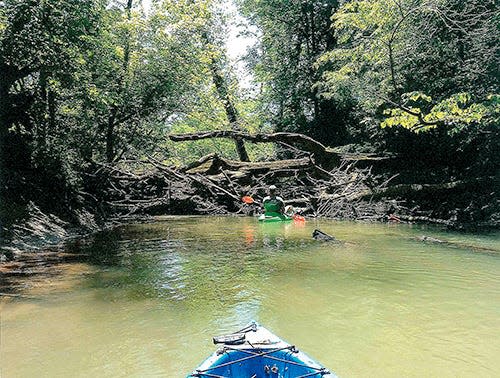 When the project began, there were about 180 logjams on Beaver Creek. There are still about 100.