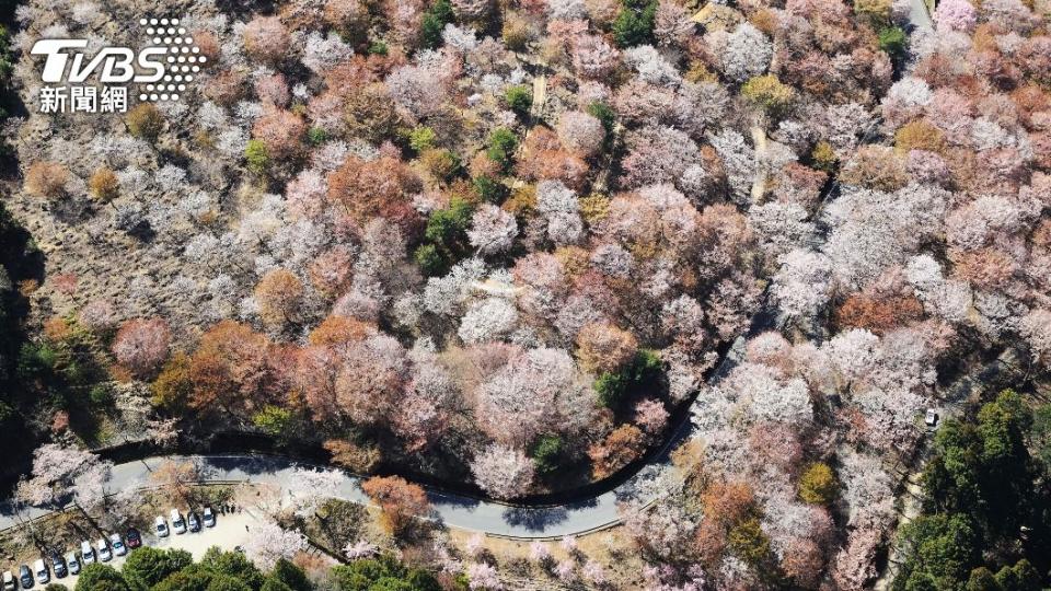 奈良吉野町現在依然是知名櫻花景點。（圖／達志影像美聯社）