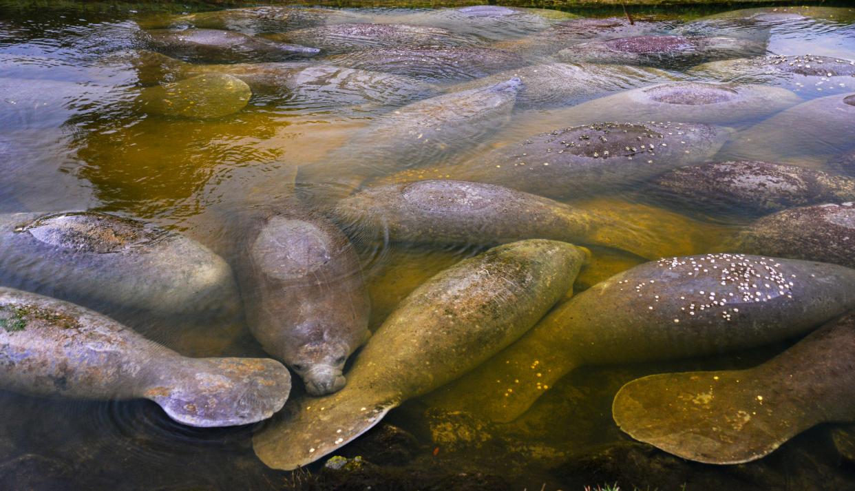 Manatees huddle together in the warm water of the Desoto Canal in Satellite Beach Friday morning.