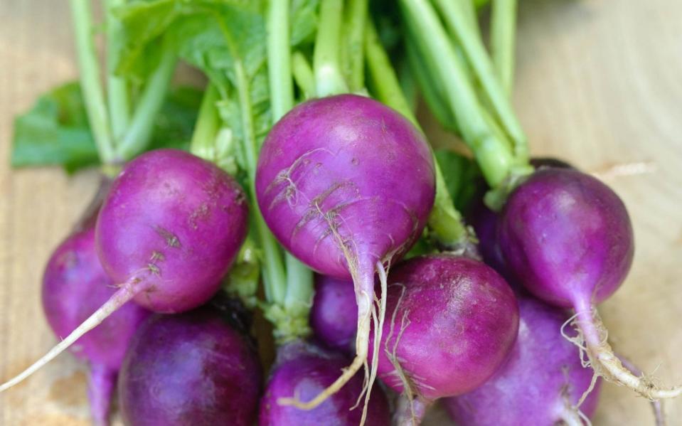 'Viola' radish - GAP Photos