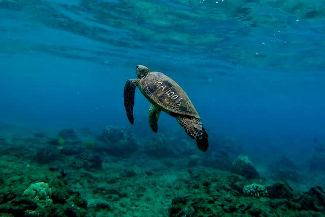 <p>COURTESY OF NOAA FISHERIES</p> One NOAA study is tracking Hawaiian green sea turtles.