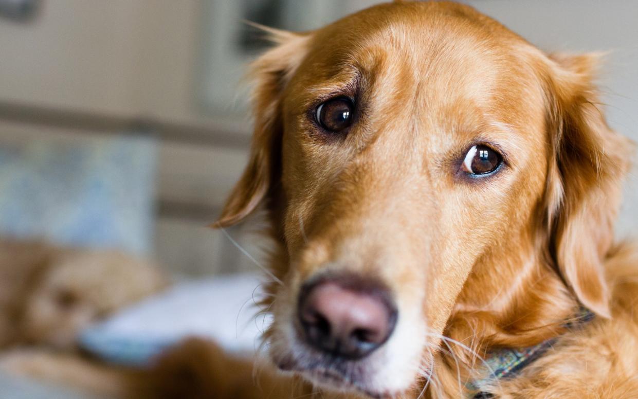 Vet bills have skyrocketed over the past decade