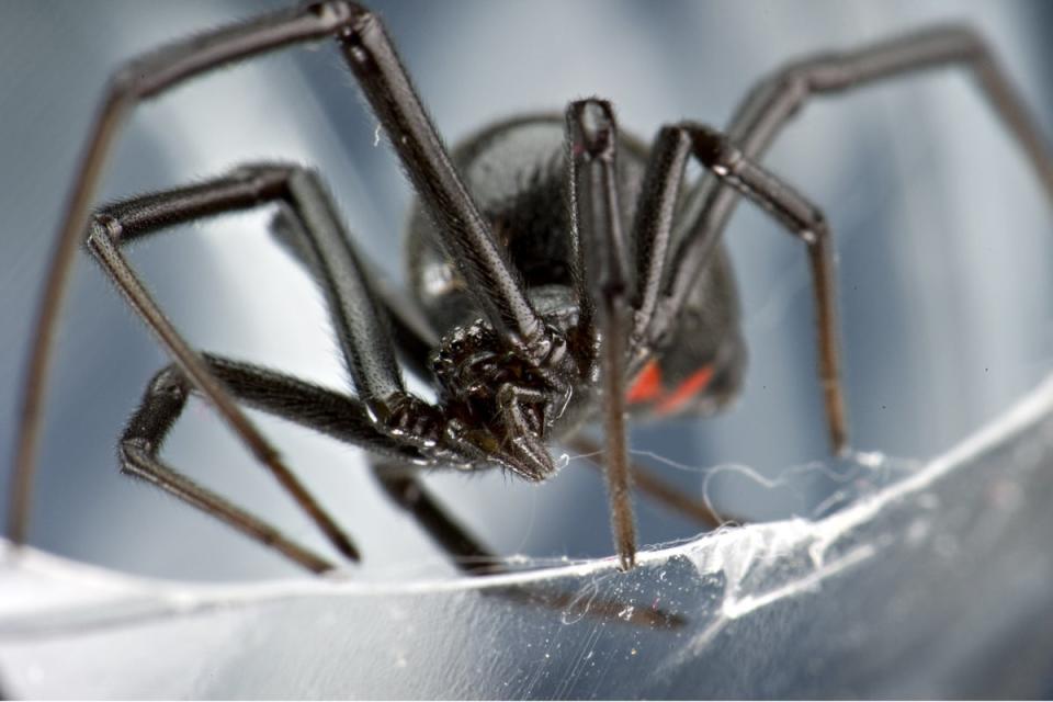Black widow spider (Rex)