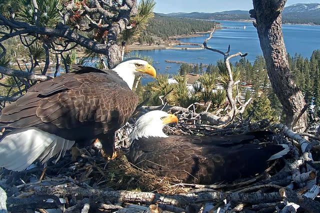 <p>Friends of Big Bear Valley/ Facebook</p> Bald Eagles Jackie and Shadow