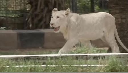 A still image from Reuters broadcast footage shows a white lion in the Al Zawra zoo, in Baghdad, Iraq, June 28, 2017. REUTERS/via Reuters TV