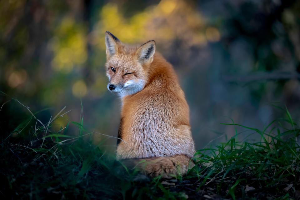 A fox winks.