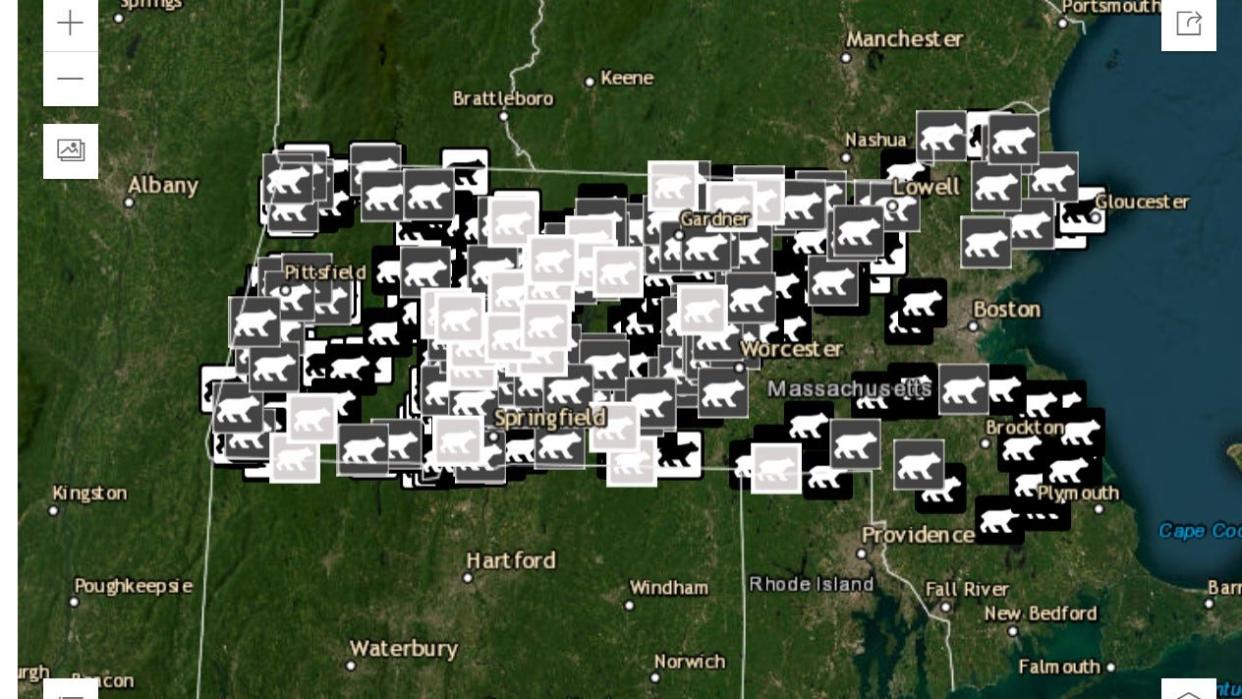 A statewide black bear interactive map has been developed by MassBears, a collaborative  research project by MassWildlife, the Massachusetts Cooperative Fish and Wildlife Research Unit, Amherst College and UMass Amherst.