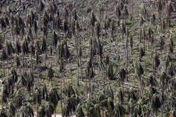 An aerial view of a coconut plantation after it was hit by super Typhoon Haiyan in Samar province in central Philippines November 11, 2013. Dazed survivors of a super typhoon that swept through the central Philippines killing an estimated 10,000 people begged for help and scavenged for food, water and medicine on Monday, threatening to overwhelm military and rescue resources. REUTERS/Erik De Castro (PHILIPPINES - Tags: DISASTER ENVIRONMENT AGRICULTURE)