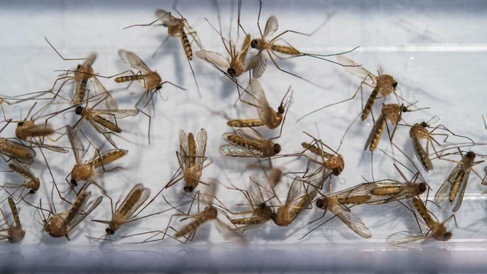 Culex Pipiens mosquitos collected by the Sacramento-Yolo Mosquito & Vector Control District at Seymour Park in Sacramento’s Pocket neighborhood wait to be tested on July 19, 2018.