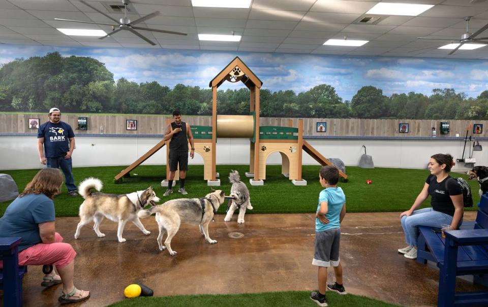 Bark indoor dog park and tap room in Modesto, Calif., Thursday, Oct. 19, 2023.