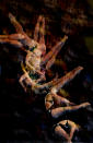 Melissa Wu of Australia in the diving women's 10m platform final at the Aquatics Centre during the Olympic Games in London, Thursday, Aug. 9, 2012. (AAP Image/Tracey Nearmy) NO ARCHIVING