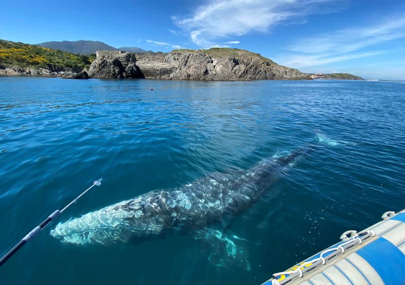 Wally, the lost gray whale calf in the Mediterranean Sea, has little chance of returning to his native North Pacific