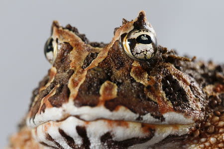 A Ceratophrys calcarata frog is pictured at a terrarium in Caracas November 30, 2015. REUTERS/Carlos Garcia Rawlins