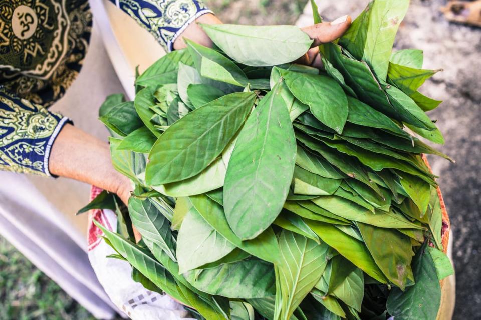 Leaves of the plant are prepared and cut for the preparation of Ayahuasca tea.