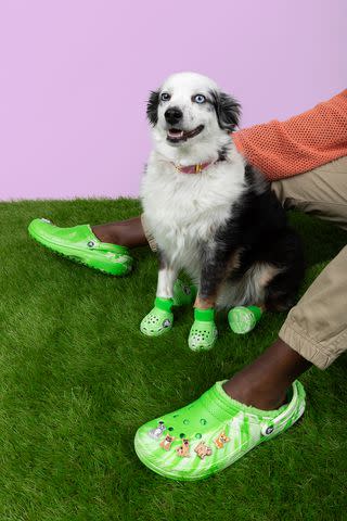 <p>Crocs</p> Matching human and pet Crocs