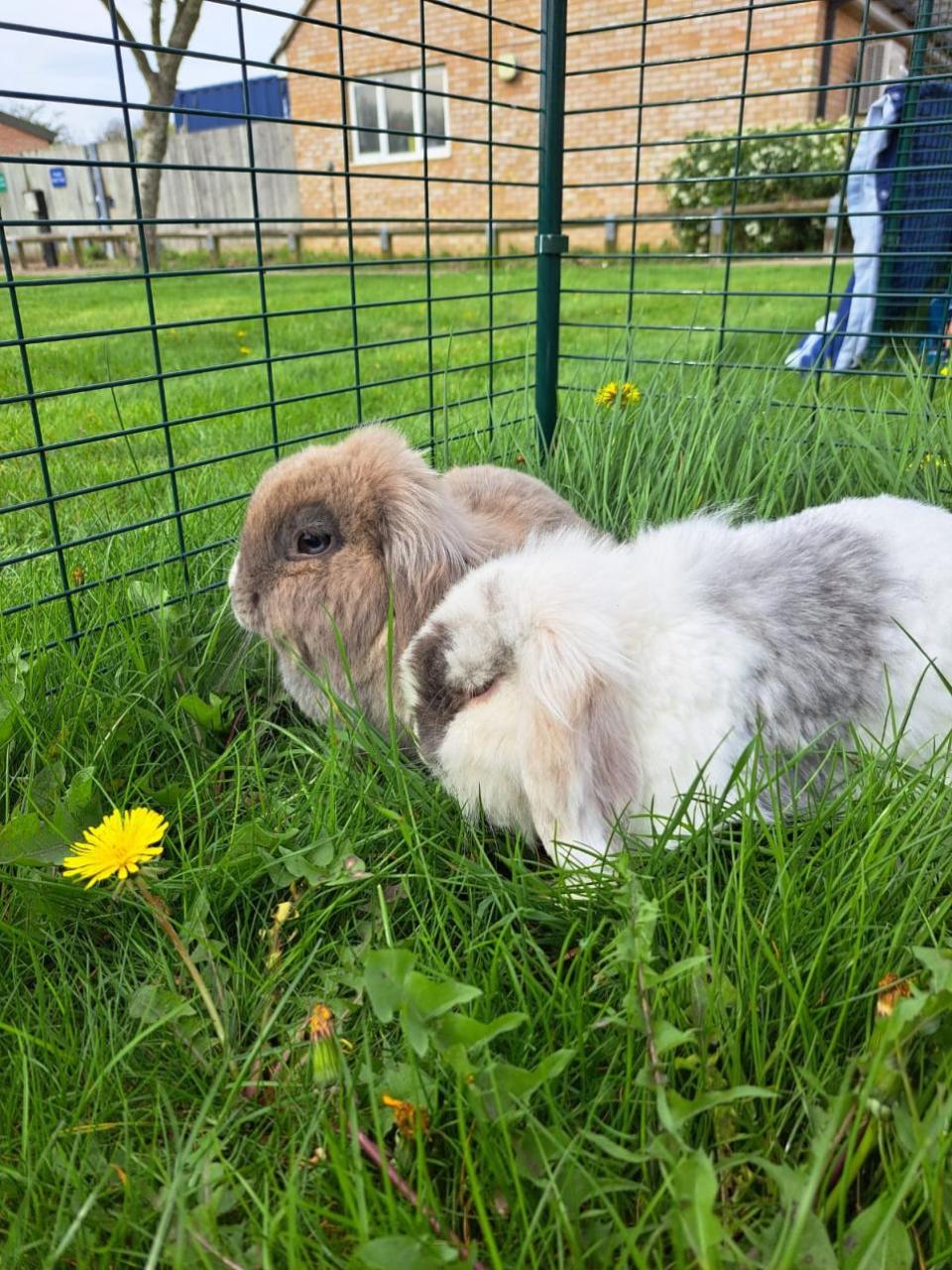 Cambs Times: The RSPCA is appealing for information after three rabbits - Melanie, Miffy and Speedy - were left