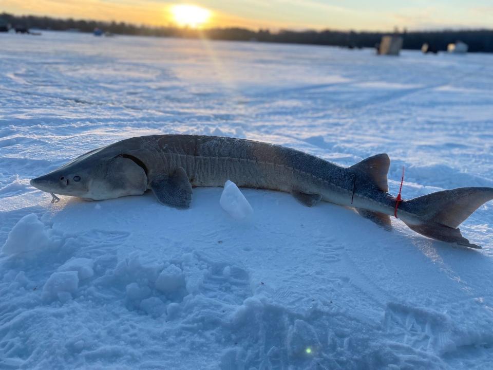 A 62-inch male sturgeon harvested at the 2022 Black Lake sturgeon season.