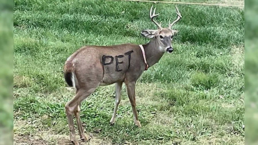 The deer, which had the word “pet” painted on its side, was also wearing a collar. But Missouri official say it’s illegal to domesticate wild native animals and keep them as pets. (Jefferson County Sheriff’s Office)