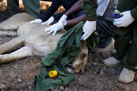 Kenya Wildlife Services veterinarians monitor a tranquilised 5-year-old lioness named Nyala after setting up a radio collar on her neck to track her pride's movements at the Nairobi National Park near Nairobi, Kenya January 23, 2017. REUTERS/Thomas Mukoya