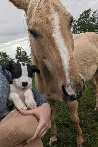 <p>Fort Wayne Animal Care & Control/Facebook</p> Louie the puppy with a horse at his foster home