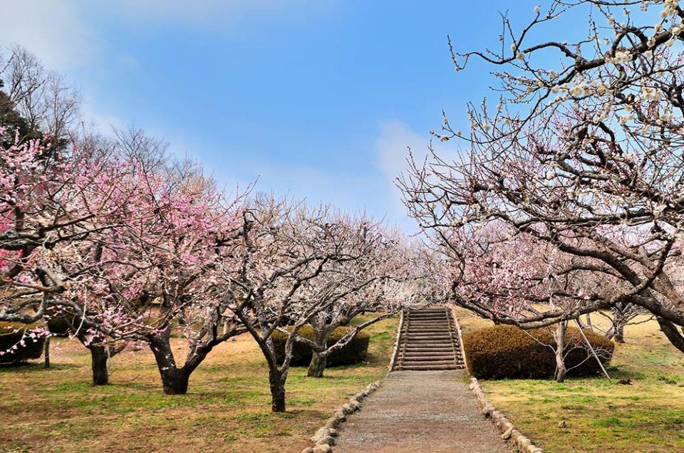 岩本山公園（Image Source : Getty Creative/iStockphoto）