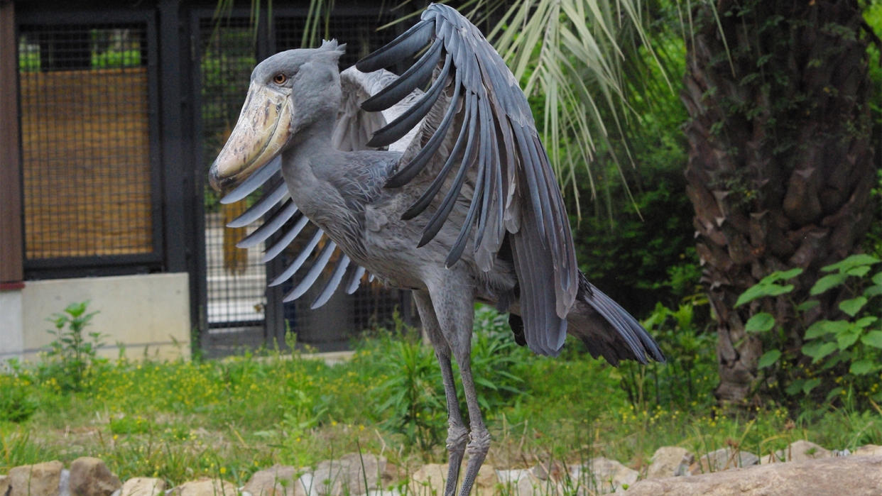 Shoebill stork