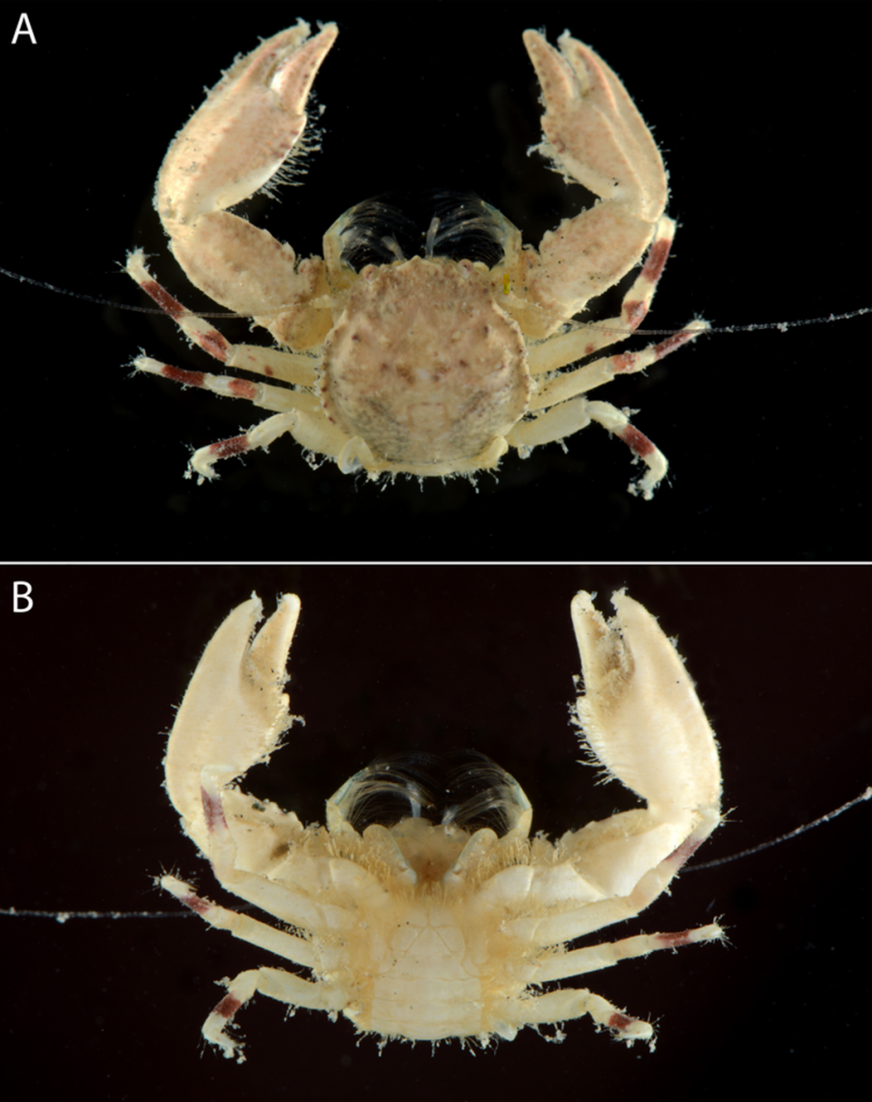 The new species of crab, Enosteoides habibi, seen from the top and bottom. Photo from Arthur Anker