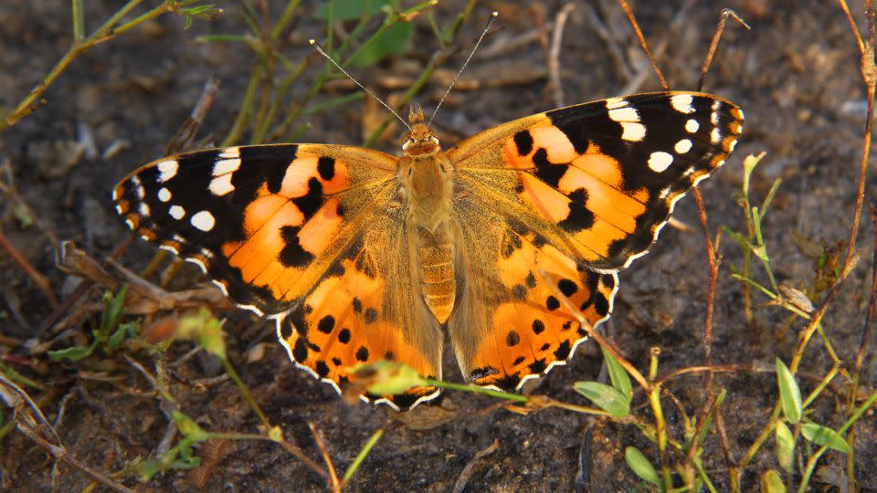 Scientists have found evidence that a group of painted lady butterflies traveled nonstop across the Atlantic Ocean, according to a new study. - Gerard Talavera