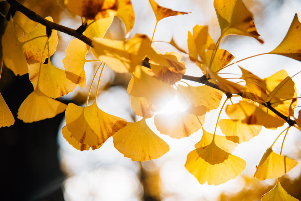 Sun flare through yellow autumn ginkgo leaves