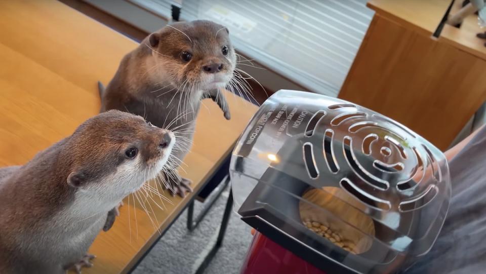 Two otters stand on a table smelling a popcorn maker held by a person