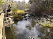 A man gazes into Taylor Creek where low water has all but cut off the kokanee salmon's migration route upstream from Lake Tahoe Wednesday, Oct. 20, 2021 west of South Lake Tahoe, Calif. Drought fueled by climate change has dropped Lake Tahoe below its natural rim and halted flows into the Truckee River, an historically cyclical event that's occurring sooner and more often than it used to raising fears about what might be in store for the famed alpine lake. (AP Photo/Scott Sonner).