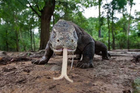 The world's biggest lizard - Credit: WILL BURRARD-LUCAS