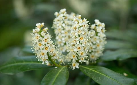 Laurel is a tough evergreen - Credit: Alamy