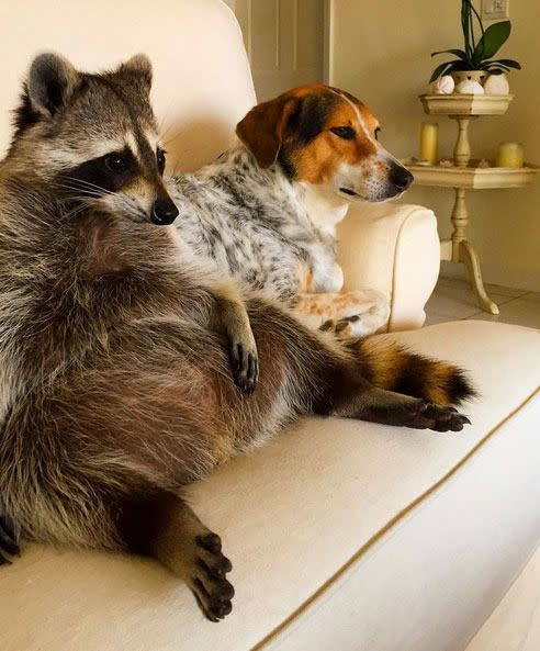 Pumpkin the raccoon thinks she's a dog.