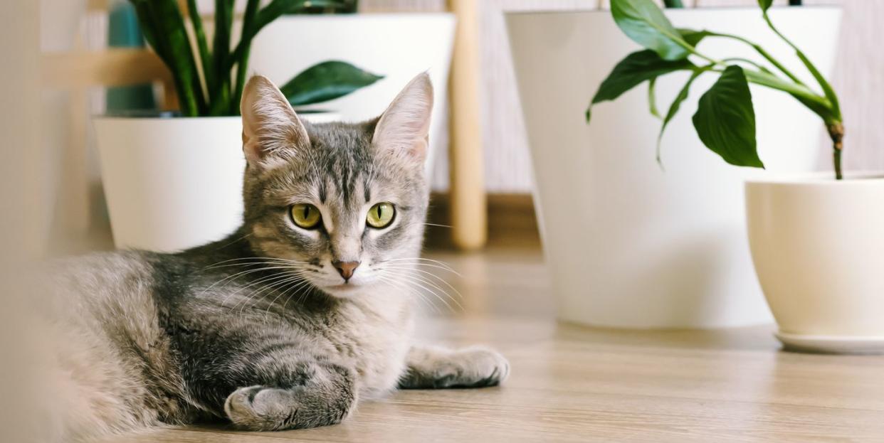 a beautiful adult gray cat lies on the floor in an apartment against a background of green indoor flowers interior of a modern scandinavian style apartment
