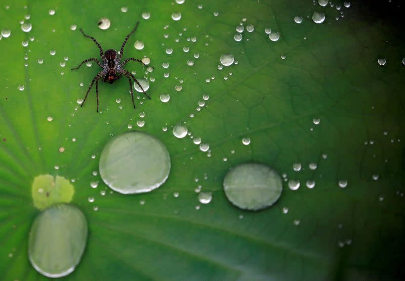 FILE PHOTO: A spider is pictured on the leaf of a lotus after the rain at a pond in Lalitpur
