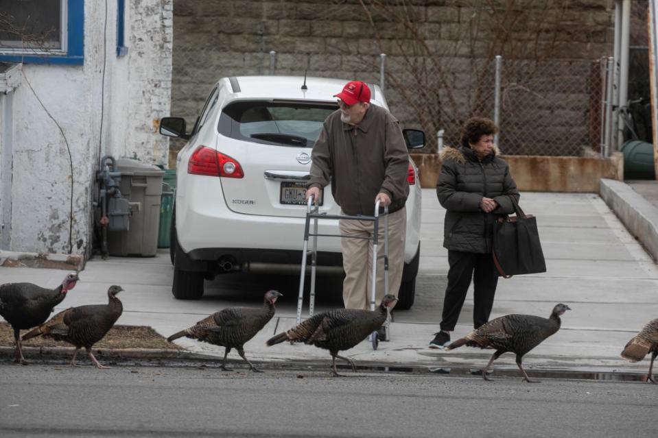 The infamous turkeys have been known to block traffic, scratch cars and defecate on private property. Michael Nagle