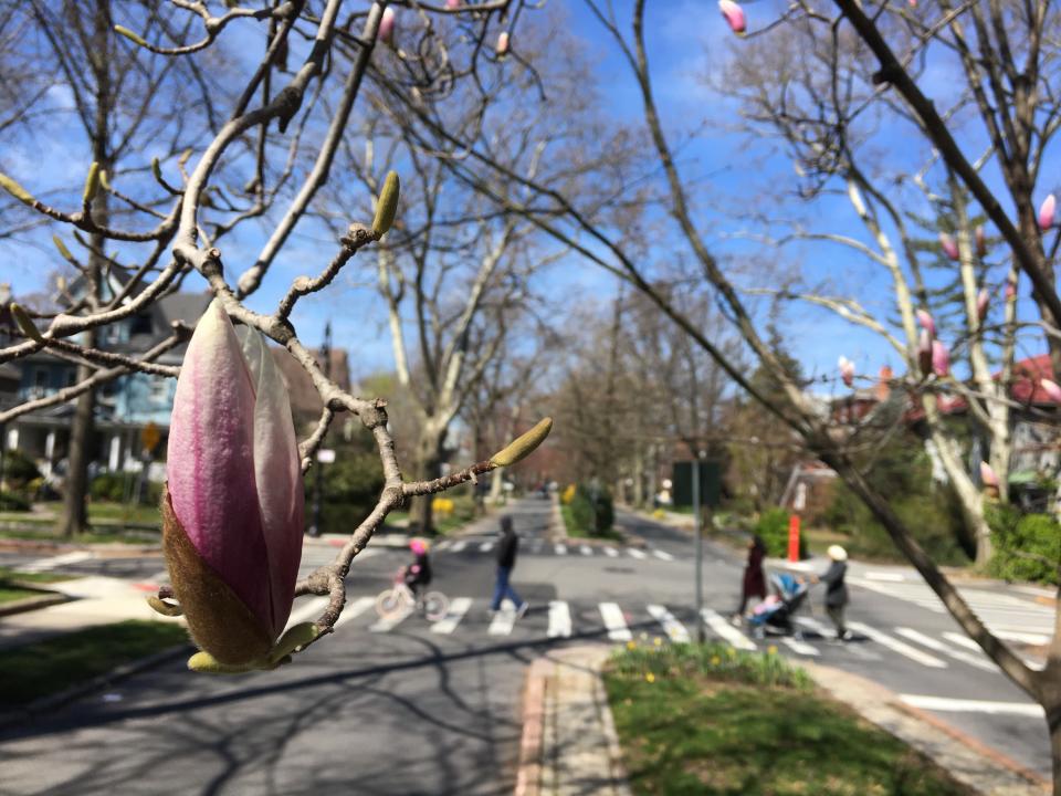 Magnolias get ready to bloom along East 17th Street in Ditmas Park. (Kathleen Culliton/Patch)