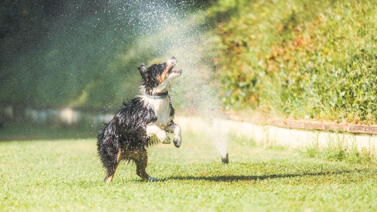  Dog chasing water hose. 