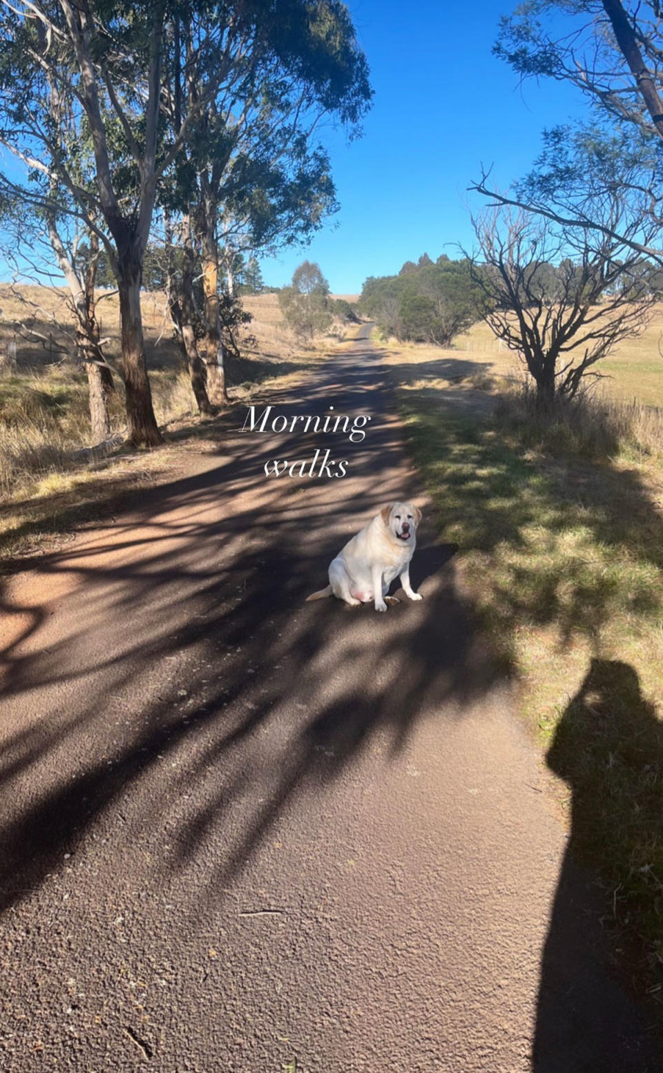 Samantha Armytage's dog Banjo