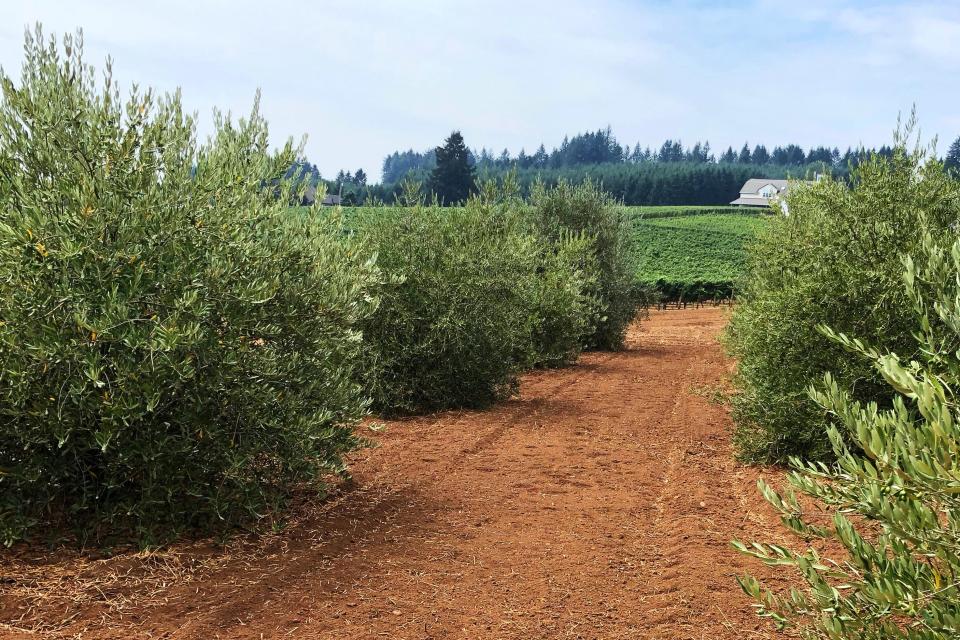 There are 58 different types of olives growing at the Lawrences' farm.