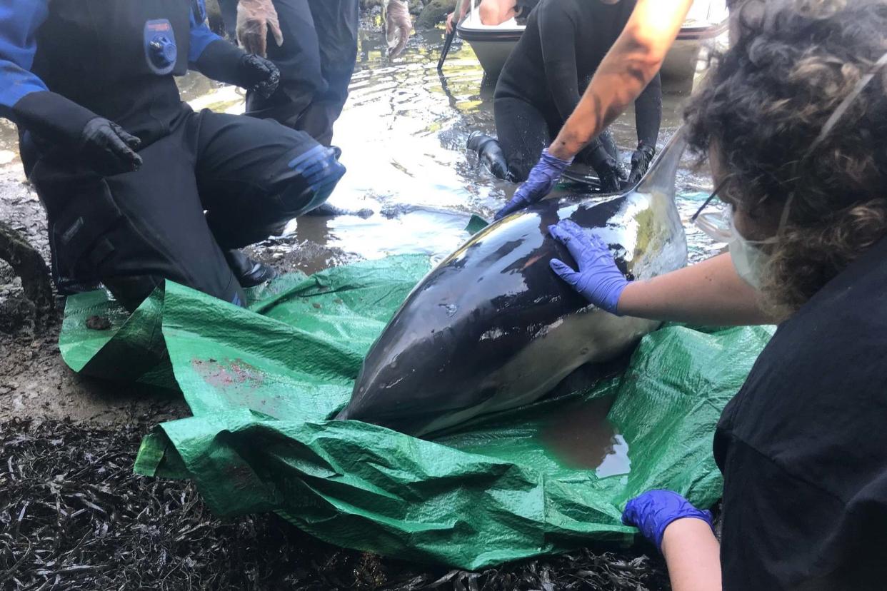 Undated handout photo issued by Dan Jarvis showing the common dolphin, with a team from British Divers Marine Life Rescue, after it got stuck in shallow water at Mawgan Creek in the Helford Estuary, near Helston in Cornwall: PA